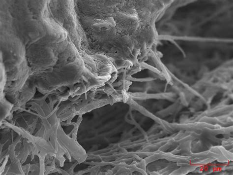 the egg sem company|SEM Services in Asia .